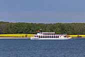 Ausflugsschiff auf der Schlei bei Sieseby zur Rapsblüte, Winnemark, Ostseeküste, Schleswig-Holstein, Norddeutschland, Deutschland, Europa