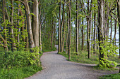 Way in the coastel forest, Schwedeneck, Travemünde, Hanseatic city Lübeck, Baltic coast, Schleswig-Holstein, Northern Germany, Germany, Europe