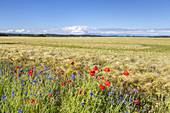 Field of wheet with poppies, Alt Reddevitz, Moenchgut, Island Ruegen, Baltic Sea coast, Mecklenburg-Western Pomerania, Northern Germany, Germany, Europe