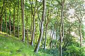 Beech trees in the forest at the chalk coast in national park Jasmund, Sassnitz, Peninsula Jasmund, Island Ruegen, Baltic Sea coast, Mecklenburg-Western Pomerania, Northern Germany, Germany, Europe
