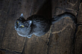 Wunderschöne schwarze Katze, Gudauri, Mzcheta-Mtianeti, Georgien
