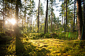 Abendsonne im Wald zwischen Kiefern und bemoosten Felsen, Trollegater, Kinda, Östergötland, Schweden