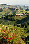 Weinberge, Hügellandschaft, Castiglione Falletto, Klatschmohn, Weinbaugebiet Langhe in Piemont, Provinz Cuneo, Italien