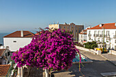 flowering bougainvillea, Miradouro de Santa Luzia, tram 28, Lisbon, Portugal