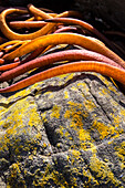 detail of coloured kelp, rocky coastline covered in seaweed, giant kelp, bull kelp, Catlins Coast, Southland, South Island, New Zealand