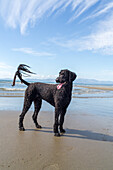 Hunde am Strand, Hundfreunde, schwarzer Pudel, Weite, Spielplatz, Sand, Gegenlicht, Neuseeland