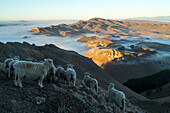 sunrise, ground fog, view from the ridge of Te Mata Peak, hill country, sheep, North Island, New Zealand