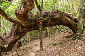 Kurios, Wegmarkierung, Baum wächst durch anderen Baum als Stütze, Wanderung auf Insel Nordinsel, Neuseeland