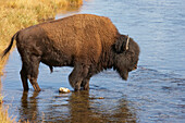 Buffalo , Nez Perce Creek , Yellowstone National Park , Wyoming , U.S.A. , America