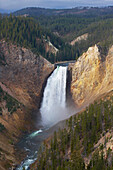 Yellowstone River and Lower Falls , Grand Canyon of the Yellowstone , Yellowstone National Park , Wyoming , U.S.A. , America