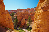 Queens Garden Trail , Bryce Amphitheater , Bryce Canyon National Park , Utah , U.S.A. , America