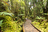 Ship Creek, Kahikitea swamp forest, rainforest walk, green, tree ferns, west coast,boardwalk, nobody, South Island, New Zealand