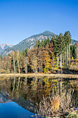 Moorweiher mit Wasserspiegelung, Herbst, Alpen, Berglandschaft, Nebelhorn, Allgäu, Oberallgäu, Oberstdorf, Deutschland