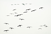Wild birds, cranes flying, flight study, bird migration, Autumn, Berlin, Brandenburg, Fehrbellin, Linum, Brandenburg, Germany