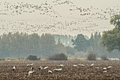 Wild birds, cranes landing in a field, flight study, bird migration, autumn day, Fehrbellin, Linum, Brandenburg, Germany