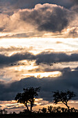 Silhouette von Kraniche beim landen, Rastplatz, Flugstudie, Vogelzug, Kranich, Grus grus, Herbsttag, Herbstzug, Silhouetten, Sonnenuntergang, Wolken, Formation, Berlin, Brandenburg, Fehrbellin, Linum, Storchendorf, Brandenburg, Deutschland