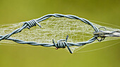 Barbed wire with spider's web at dawn, Fehrbellin, Linum, Brandenburg, Germany