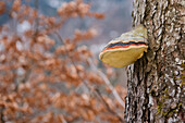 Tree Fungi, coniferous tree, Germany flag, mountain forest, forest, Oberallgaeu, Oberstdorf, Germany