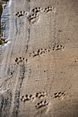 Footprints in the sand, biosphere reserve, Summer, cultural landscape, Spreewald, Brandenburg, Germany