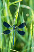 Small dragonfly, demoiselle with eggs, biosphere reserve, Summer, Spreewald, Brandenburg, Germany