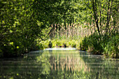Reflections in the water, river, biosphere reserve, cultural landscape, summer, Spreewald, Brandenburg, Germany