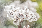 Dandelion seeds in Summer rain, sprinkles, Garden, Oberstdorf, Oberallgaeu, Germany