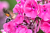 Hummingbird-Moth collecting nectar, Garden, Summer, Pollination, Blossoms, Summer Blossoms, Alps, Germany