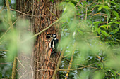 Great spotted woodpecker at the nest, feeding, forest,  Fehrbellin, Linum, Brandenburg, Germany