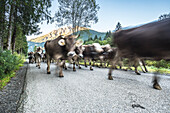 Kühe mit Kuhglocken, Viehscheid, Almabtrieb, Alm, Alp, Oberallgäu, Allgäu, Alpsommer, Stillachtal, Alpen, Oberstdorf, Deutschland