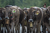 Cows wearing bells for the Almabtrieb, Stillachtal, Oberallgaeu, Allgaeu, Oberallgaeu, Alps, Germany