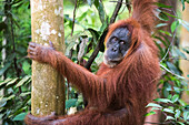Weiblicher Orang-Utan (Pongo Abelii) im Dschungel bei Bukit Lawang, Gunung Leuser Nationalpark, Nord-Sumatra, Indonesien, Südostasien, Asien