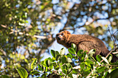 Red bellied lemur (Eulemur Rubriventer), Ranomafana National Park, Madagascar Central Highlands, Madagascar, Africa