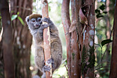 Lac Alaotra Bambus Lemur (Hapalemur Alaotrensis), Lemur Island, Andasibe, Ost-Madagaskar, Afrika
