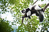 Schwarz-Weiß-Rüschen-Lemur (Varecia variegata), endemisch nach Madagaskar, auf Lemur Island, Andasibe Nationalpark, Madagaskar, Afrika gesehen