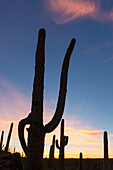 Giant saguaro cactus (Carnegiea gigantea), at dawn in the Sweetwater Preserve, Tucson, Arizona, United States of America, North America