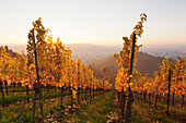 Weinberge im Herbst bei Sonnenuntergang, Stuttgart, Baden-Württemberg, Deutschland, Europa