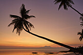Eine Dämmerung Silhouette der Kokosnusspalmen am Paliton Strand, Siquijor, Philippinen, Südostasien, Asien