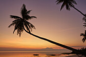 A dusk silhouette of coconut palms at Paliton beach, Siquijor, Philippines, Southeast Asia, Asia