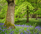 Bluebells, Harewood House, in der Nähe von Harrogate, North Yorkshire, Yorkshire, England, Großbritannien, Europa