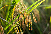Fully matured rice ready to be harvested in Yunnan Province, China, Asia