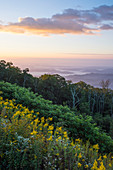 Golden rods and sunrise over the Blue Ridge Mountains, North Carolina, United States of America, North America