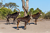 Sable (Hippotragus niger), Chobe National Park, Botswana, Africa