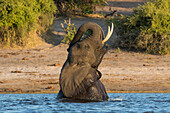 Afrikanischer Elefant (Loxodonta africana) spielt im Fluss, Chobe River, Botswana, Afrika