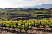 Weinberge in der Region Rioja, Spanien, Europa