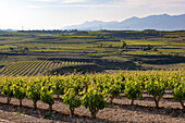 Vineyards in the Rioja region, Spain, Europe