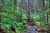 Trail to Sol Duc Falls, Rain Forest, Olympic National Park, UNESCO World Heritage Site, Washington, United States of America, North America