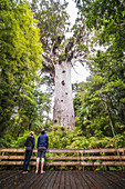 Touristen an Tane Mahuta (Herr des Waldes), der größte Kauri Baum in Neuseeland, am Waipoua Kauri Wald, Nordland, Nordinsel, Neuseeland, Pazifik