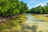 Stingray Schwimmen im kristallklaren Wasser in der Utauer Lagune, UNESCO Biosphärenreservat, Kosrae, Föderierte Staaten von Mikronesien, Südpazifik