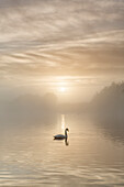 Schwan auf nebligen See bei Sonnenaufgang, Clumber Park, Nottinghamshire, England, Großbritannien, Europa