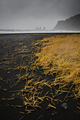 Basalt Felsformationen (Seestapel) und schwarzer Sandstrand in Vik, Island, Polarregionen